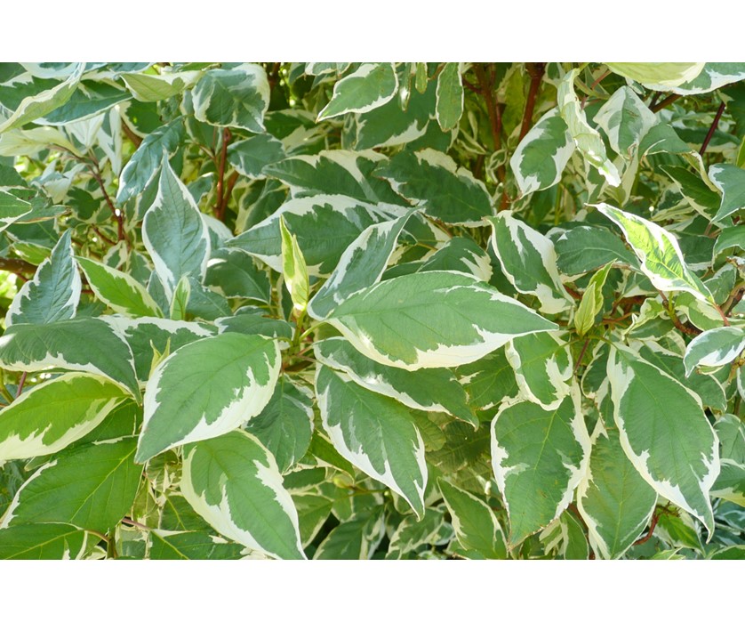 Variegated Dogwood